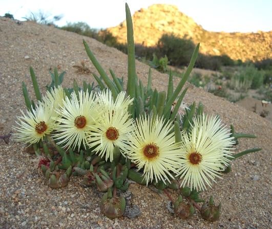 Cephalophyllum pillansii, the day's work done 